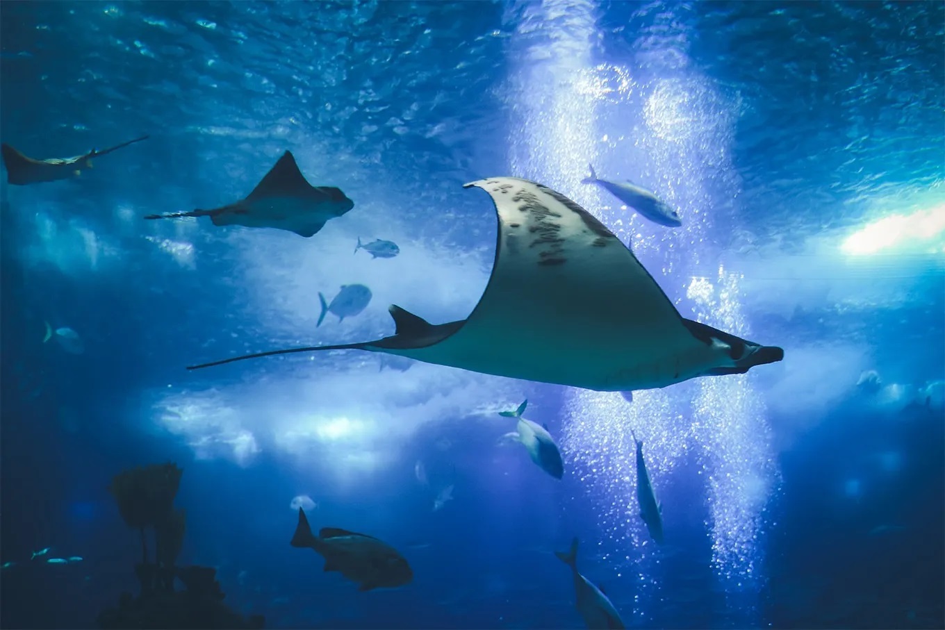 Lisbon Oceanarium
