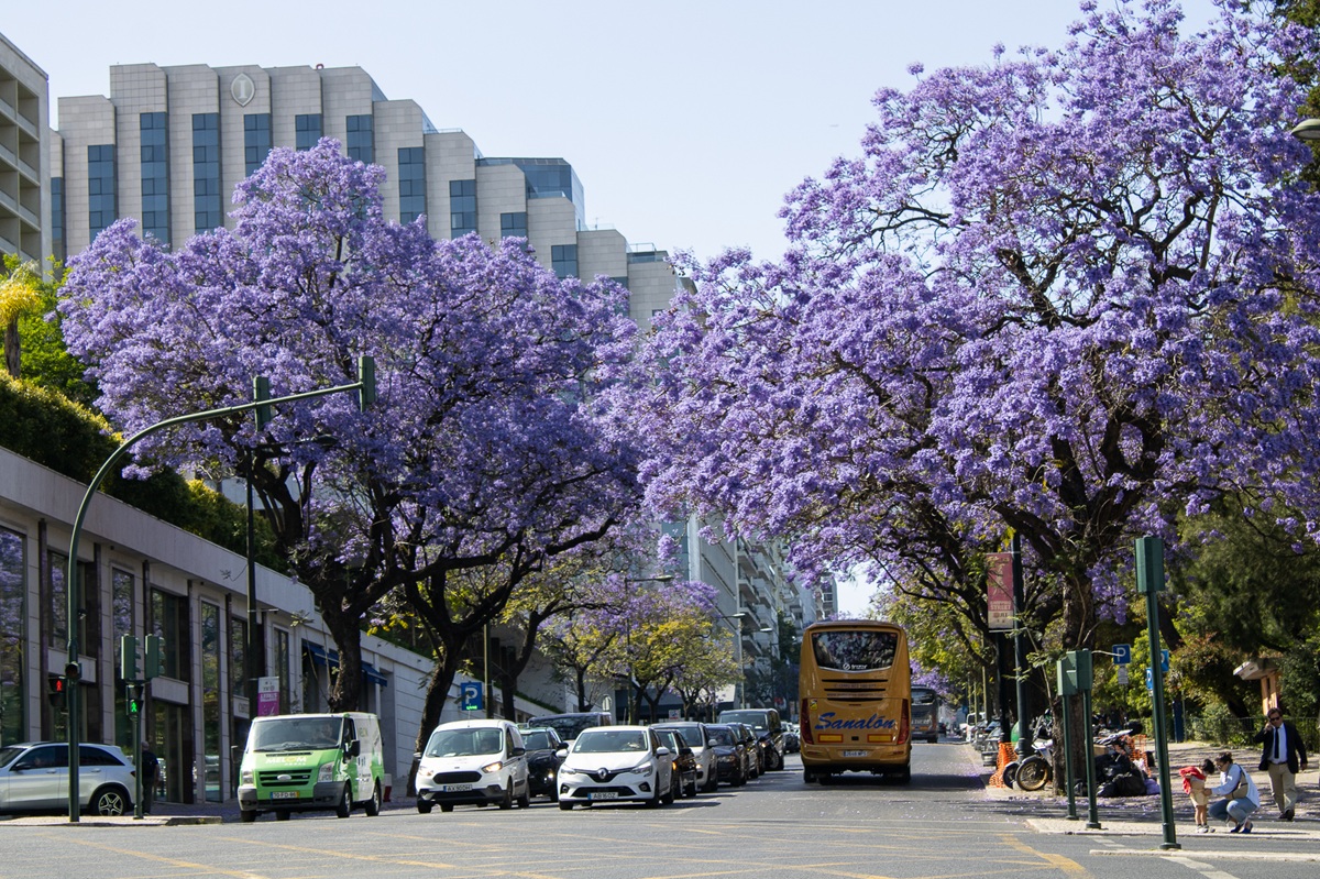 Jacaranda blossoms in Lisbon