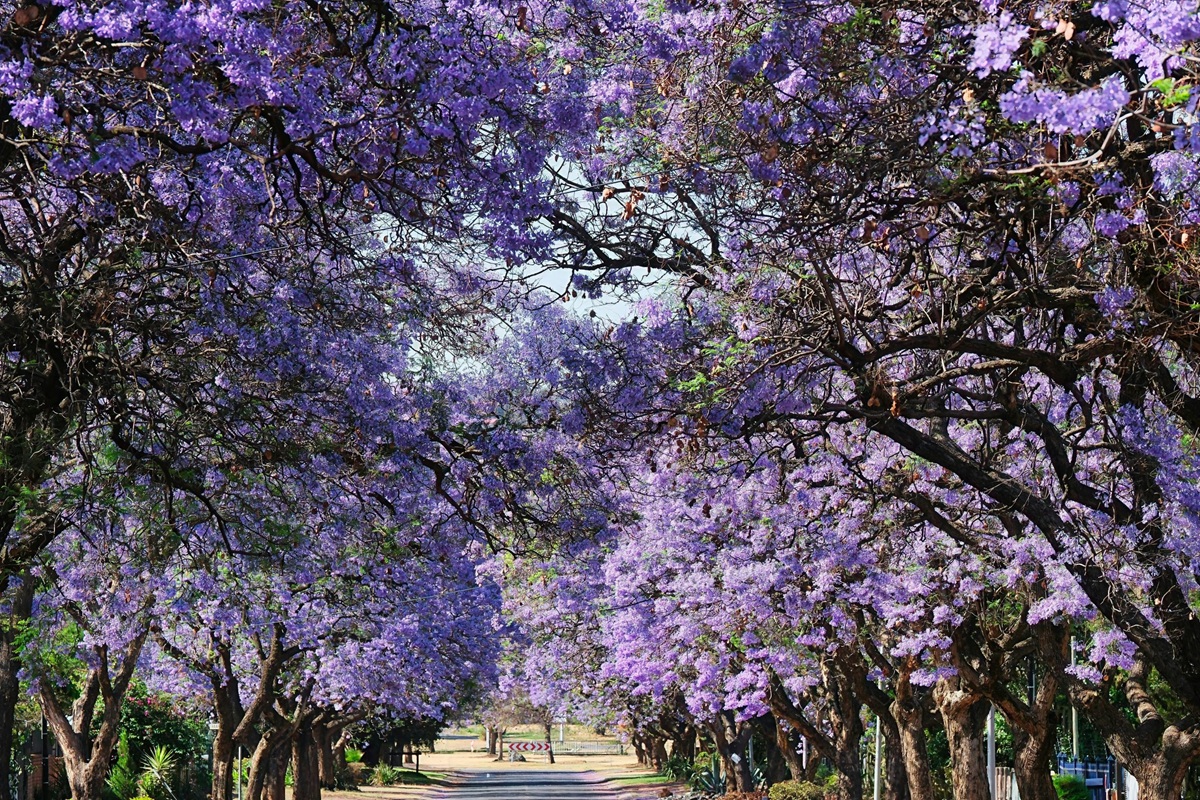 Rossio Square under purple canopy