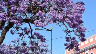 Where the Jacaranda Blooms: The Ultimate Purple Route Guide to Lisbon