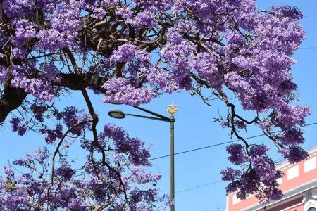 Where the Jacaranda Blooms: The Ultimate Purple Route Guide to Lisbon